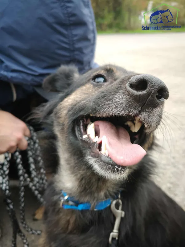 Znaleziono psa, Szczecin, 20 września 2025 (1/2)