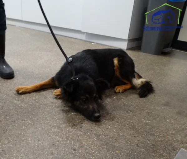 Znaleziono psa, Szczecin, 20 września 2025 (2/2)