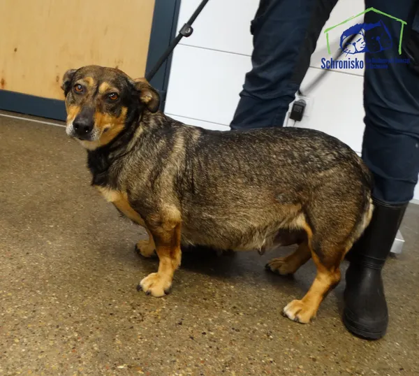 Znaleziono psa, Szczecin, 20 września 2025 (2/2)