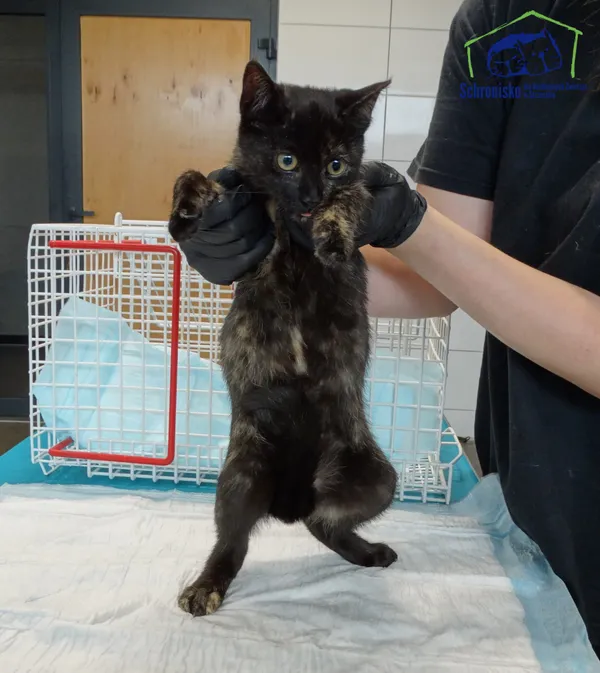 Znaleziono kota, Szczecin, 22 września 2025