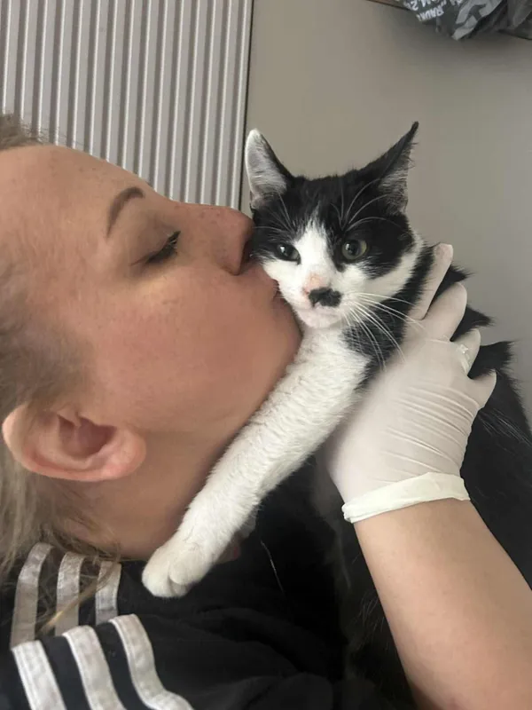 Kot do adopcji, Radom, 15 października 2025