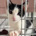 Kot do adopcji