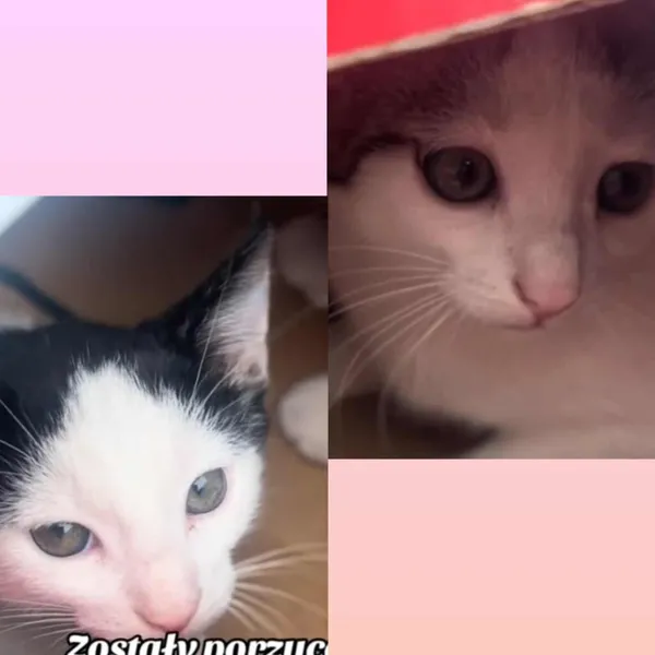 Kot do adopcji, Radom, 22 września 2025