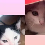 Kot do adopcji