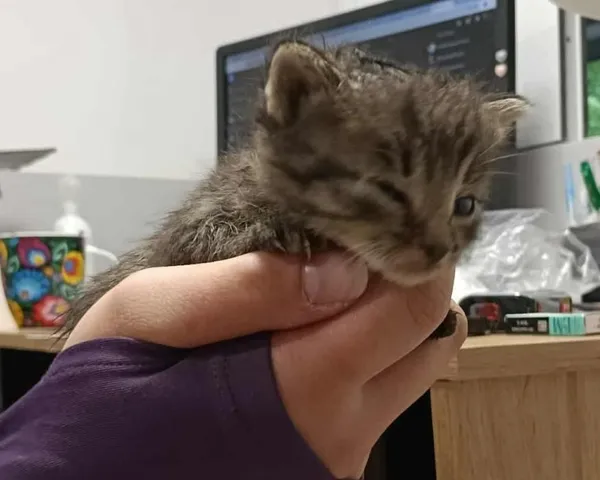 Znaleziono kota, Toruń, 15 września 2025