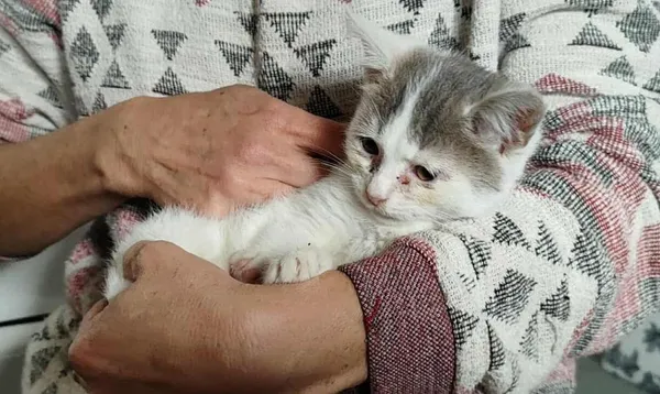 Znaleziono kota, Toruń, 15 września 2025