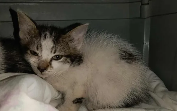 Znaleziono kota, Toruń, 14 września 2025