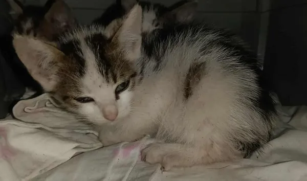 Znaleziono kota, Toruń, 14 września 2025