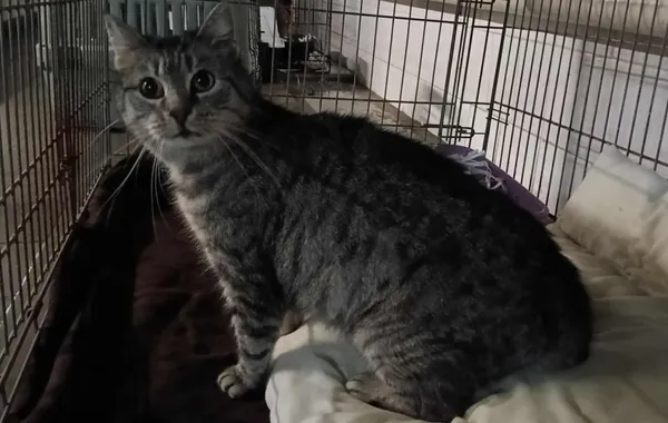 Znaleziono kota, Toruń, 13 września 2025