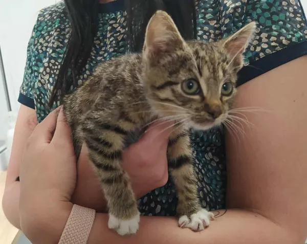 Znaleziono kota, Toruń, 13 września 2025