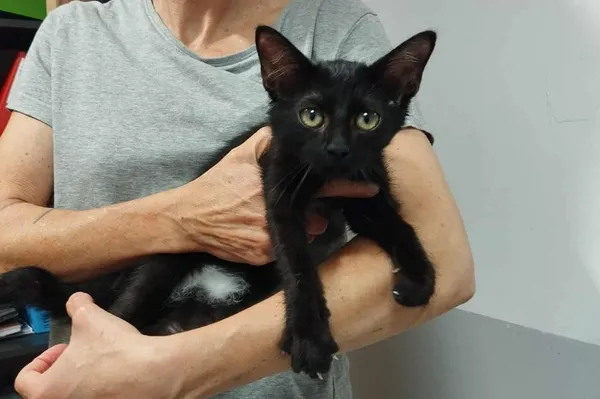 Znaleziono kota, Toruń, 13 września 2025