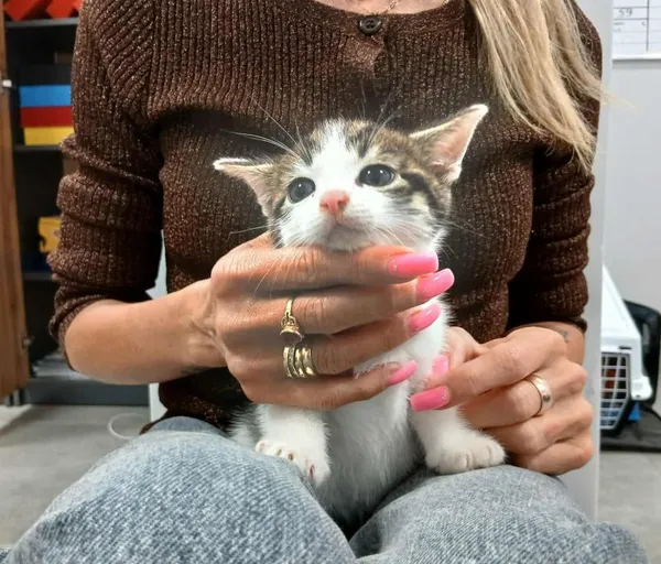 Znaleziono kota, Toruń, 13 września 2025