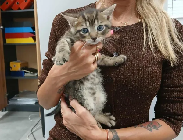 Znaleziono kota, Toruń, 13 września 2025