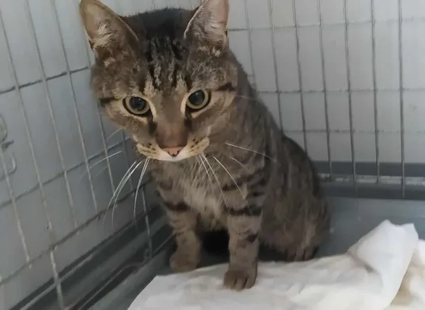 Znaleziono kota, Toruń, 12 września 2025