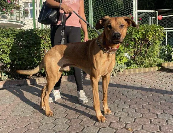 Znaleziono psa, Toruń, 11 września 2025