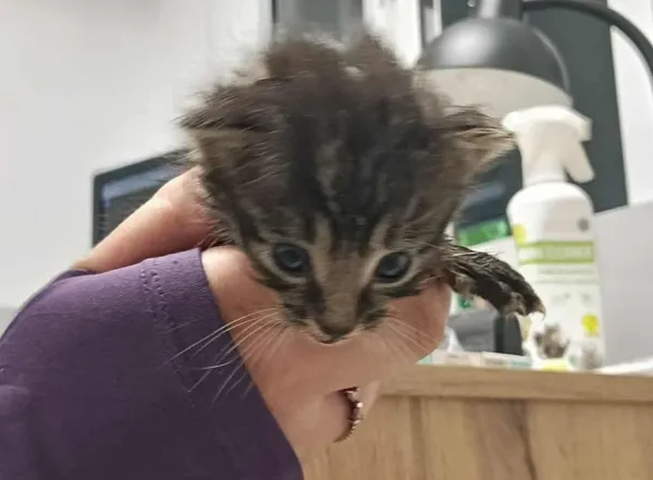 Znaleziono kota, Toruń, 15 września 2025