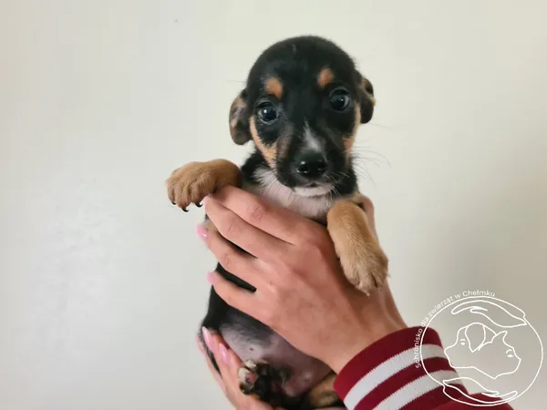 Znaleziono psa, Chełmek, 16 września 2025