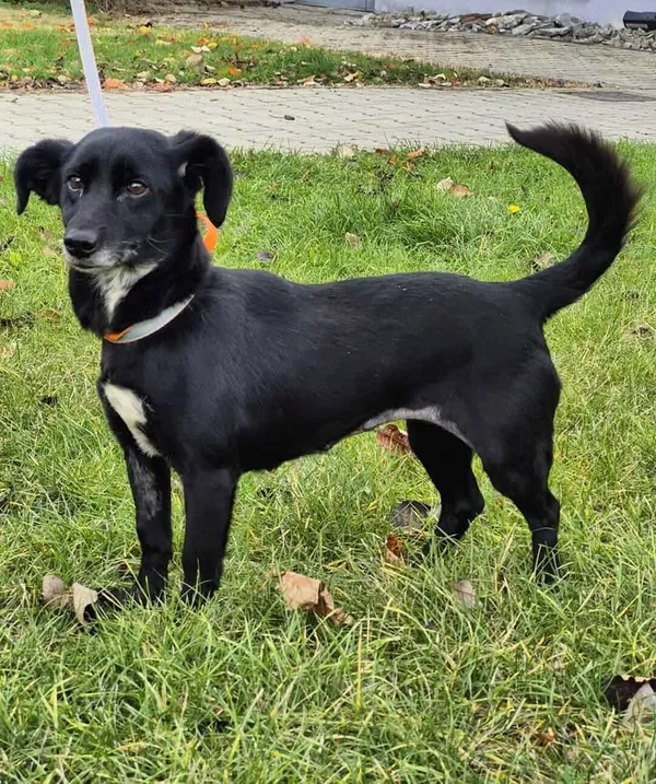 Znaleziono psa, Lublin, 22 września 2025