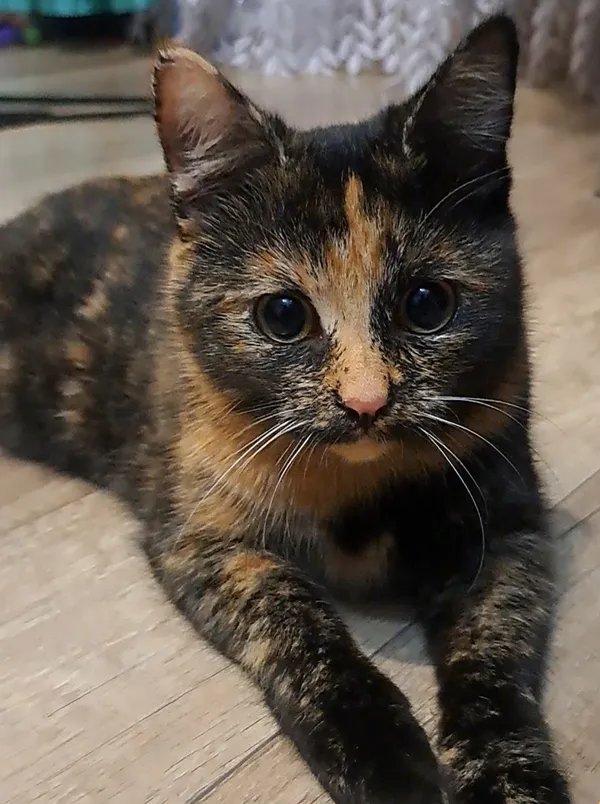 Zaginął kot, Olkusz, Pomorzany, 23 września 2025 (1/2)