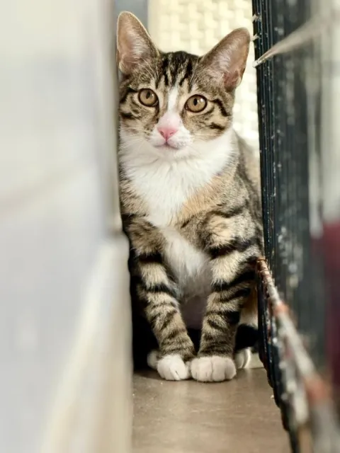 Kot do adopcji, Piła, 29 lipca 2025