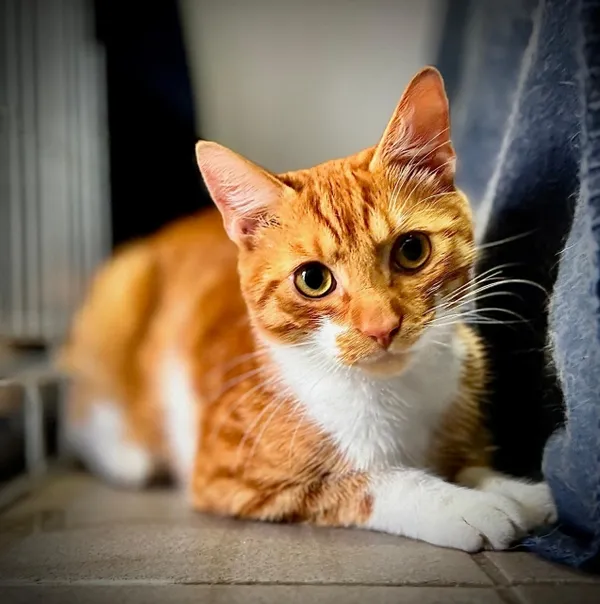 Kot do adopcji, Piła, 24 sierpnia 2025 (1/4)