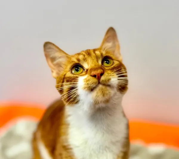 Kot do adopcji, Piła, 24 sierpnia 2025 (2/4)