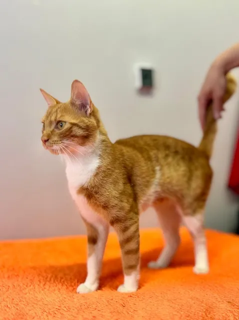 Kot do adopcji, Piła, 24 sierpnia 2025 (4/4)