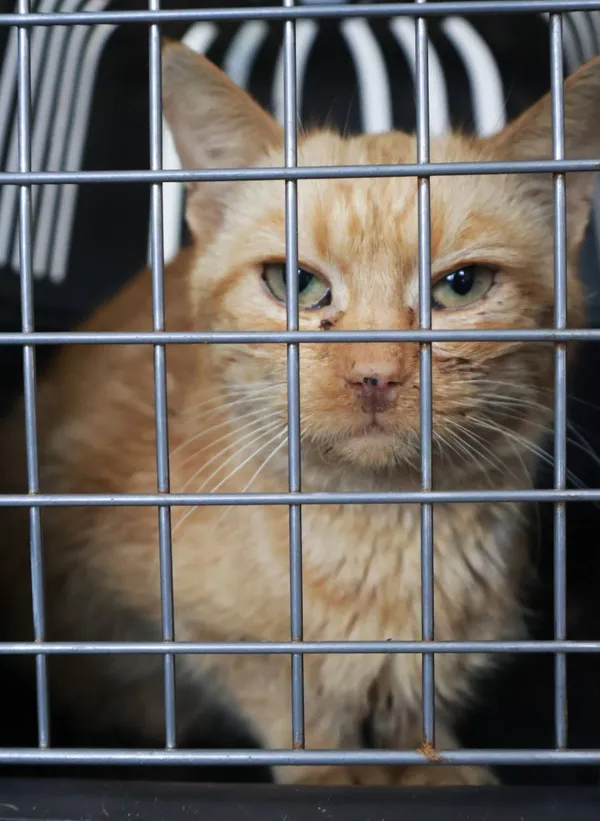 Znaleziono kota, Łódź, 22 września 2025 (2/2)