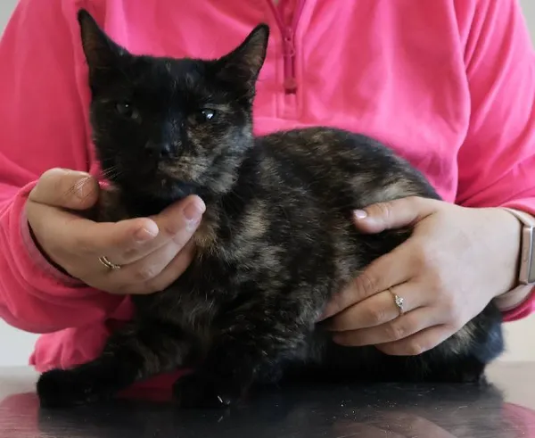 Znaleziono kota, Łódź, 22 września 2025 (1/2)