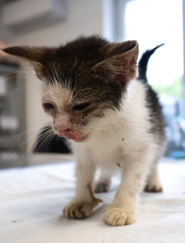 Znaleziono kota, Łódź, 21 września 2025 (1/4)