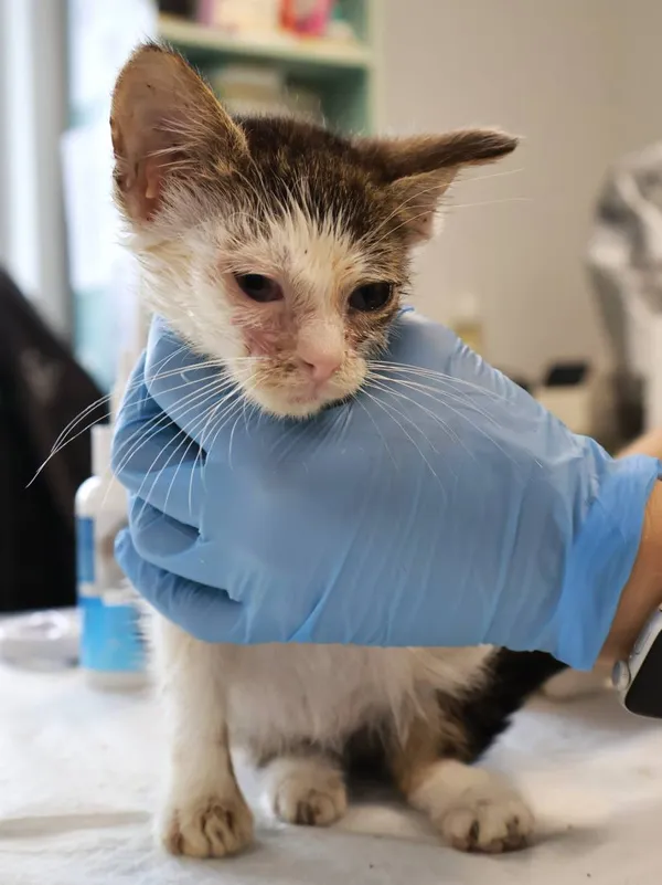 Znaleziono kota, Łódź, 21 września 2025 (2/4)