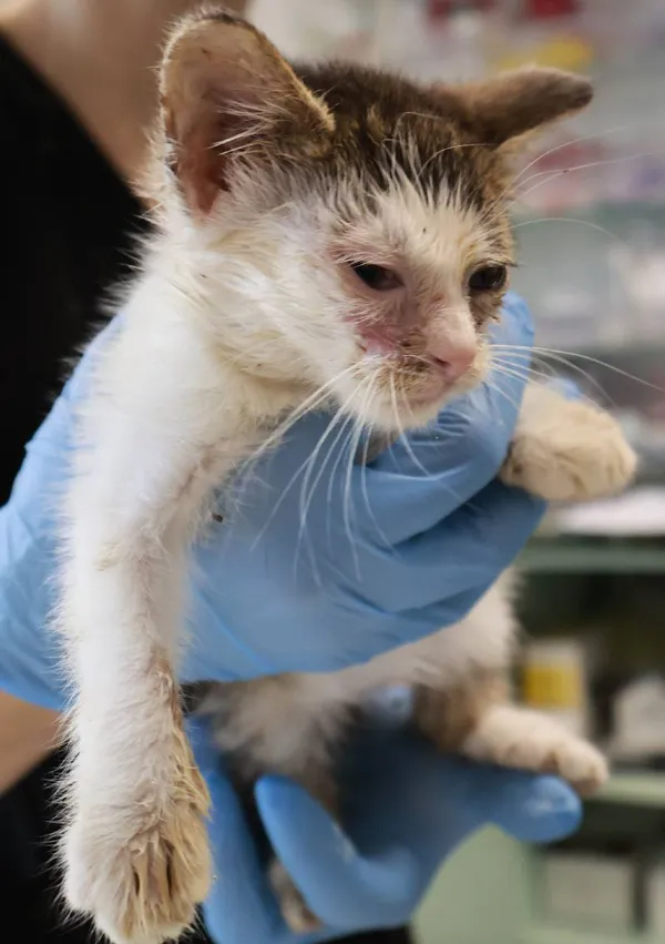 Znaleziono kota, Łódź, 21 września 2025 (4/4)