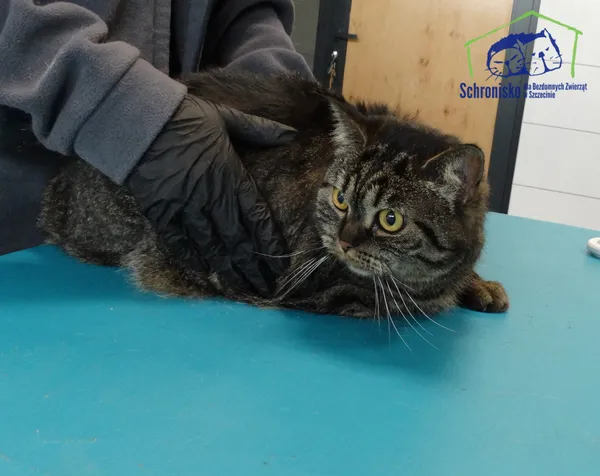 Kot do adopcji, Szczecin, 23 września 2025