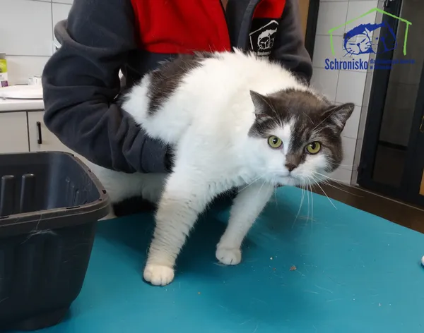 Kot do adopcji, Szczecin, 23 września 2025