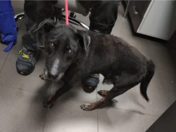 Znaleziono psa, Bydgoszcz, 22 września 2025