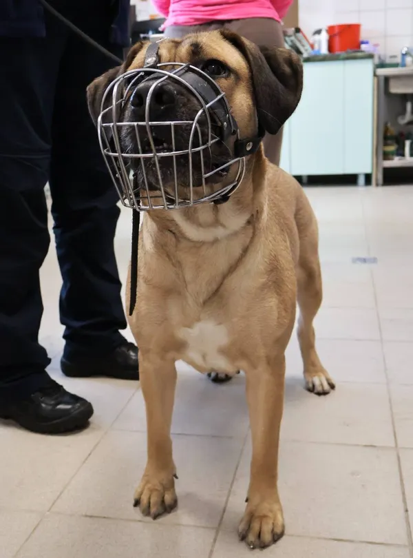 Znaleziono psa, Łódź, 23 września 2025 (2/5)