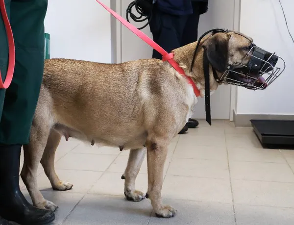 Znaleziono psa, Łódź, 23 września 2025 (3/5)