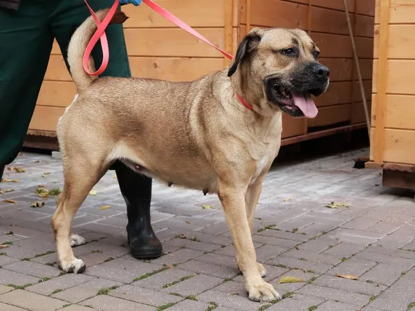 Znaleziono psa, Łódź, 23 września 2025 (4/5)