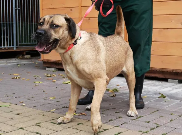 Znaleziono psa, Łódź, 23 września 2025 (5/5)