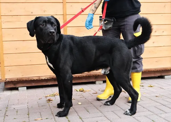 Znaleziono psa, Łódź, 23 września 2025 (3/4)