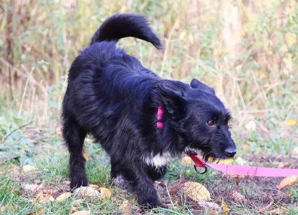 Znaleziono psa, Łódź, 22 września 2025 (4/5)