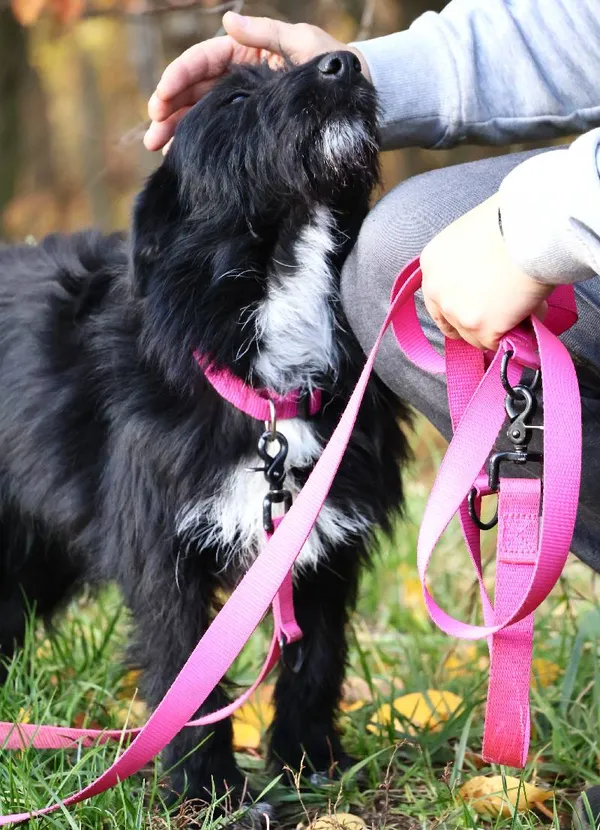 Znaleziono psa, Łódź, 22 września 2025 (5/5)