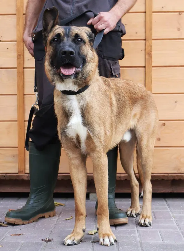 Znaleziono psa, Łódź, 21 września 2025 (1/3)