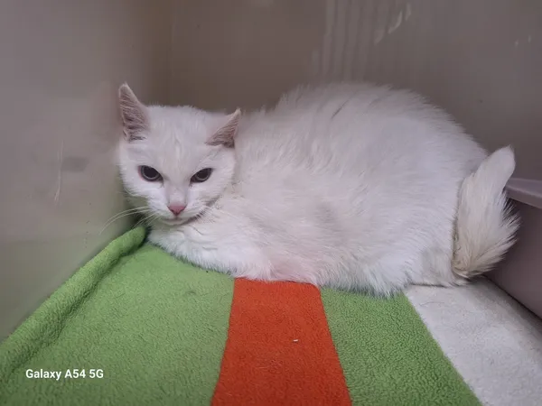 Kot do adopcji, Orzechowce, 23 września 2025 (1/3)