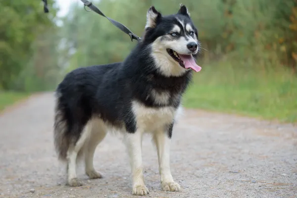 Pies do adopcji, Nowodwór, 22 września 2025 (5/5)