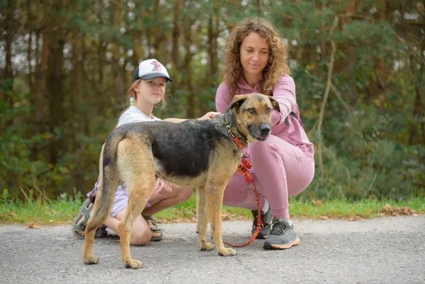 Pies do adopcji, Nowodwór, 22 września 2025 (1/5)