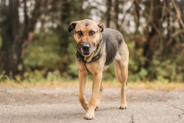 Pies do adopcji, Nowodwór, 22 września 2025 (4/5)