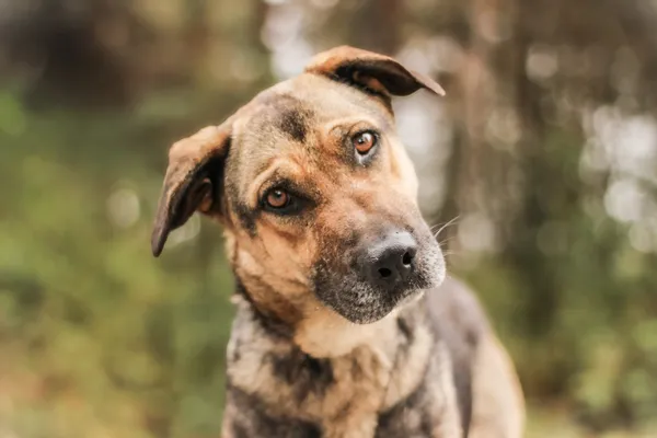 Pies do adopcji, Nowodwór, 22 września 2025 (5/5)