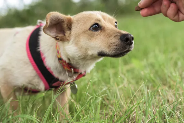 Pies do adopcji, Nowodwór, 22 września 2025 (1/5)