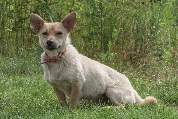 Pies do adopcji, Nowodwór, 22 września 2025 (2/5)